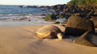 Hawaii Oahu Turtle Beach